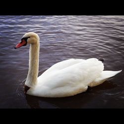 Swan in calm water