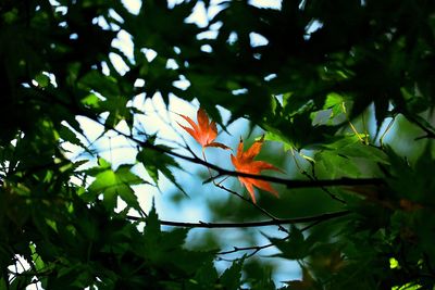 Low angle view of tree branches