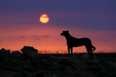 Silhouette horse standing on rock during sunset