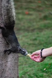 Close-up of hand holding bird eating outdoors