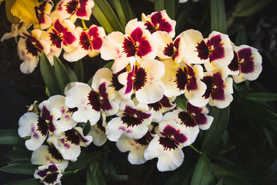 Close-up of white flowering plants