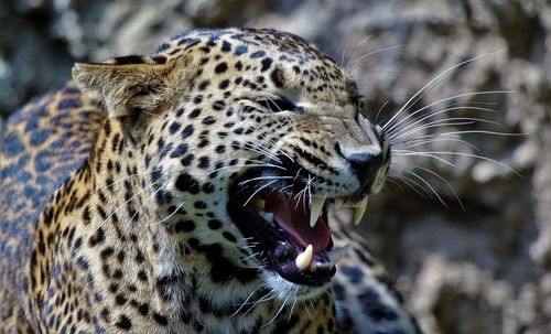 Close-up of leopard