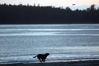 View of a bird on beach
