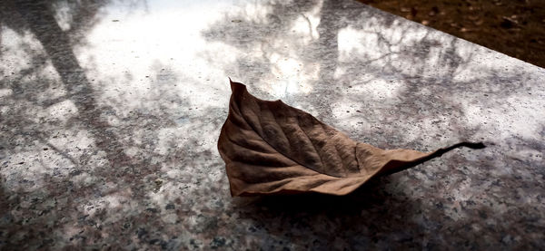 High angle view of dried leaf on concrete surface