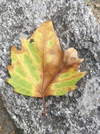 High angle view of maple leaf fallen on leaves