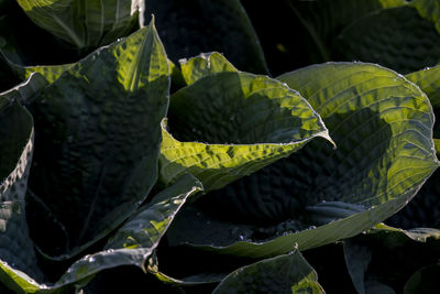 Green and shadows