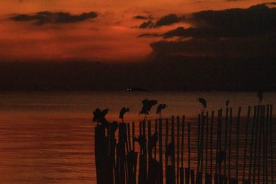 Silhouette bird on wooden post against sky during sunset