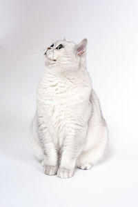 Close-up of a cat looking away over white background