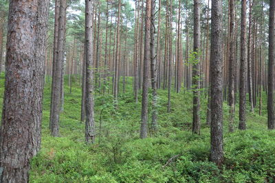 Trees in forest