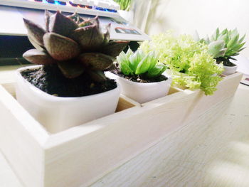 Close-up of cactus in pot