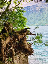 Tree by lake against sky