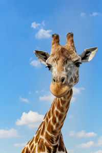 Low angle view of giraffe against sky