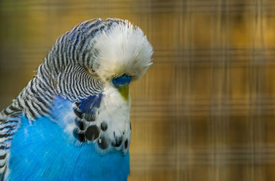 Close-up of parrot in cage