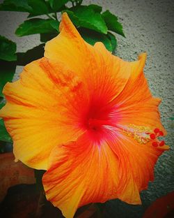 Close-up of orange hibiscus blooming outdoors