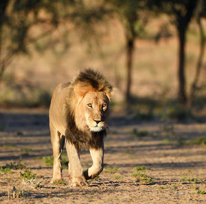 Lioness running on field