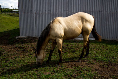 Horse grazing on field