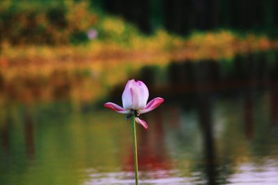 Close-up of pink water lily in lake