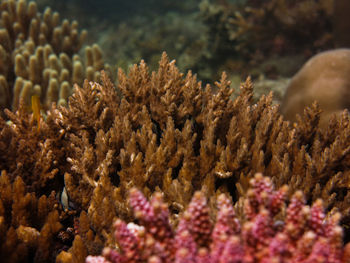 Beautiful coral and fish located in coral reef area at tioman island, malaysia