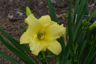 Close-up of yellow daffodil blooming outdoors