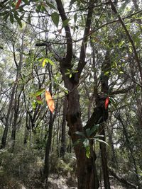 Low angle view of tree