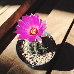 High angle view of potted plant