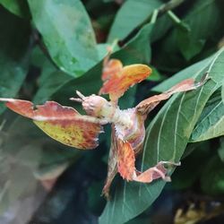 Close-up of orange flower