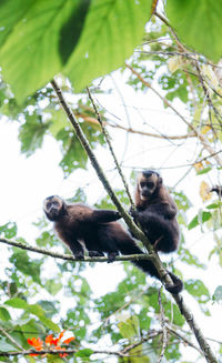 Low angle view of monkey sitting on tree