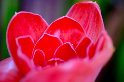 Close-up of red rose flower