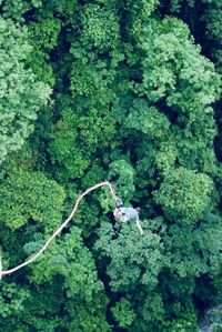 High angle view of trees in forest