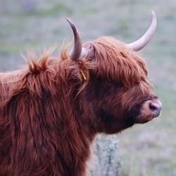 Close-up of cow on field