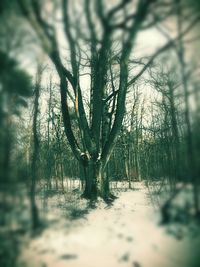 Trees growing on landscape