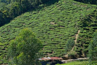 High angle view of agricultural field