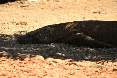 Close-up of a animal lying on land