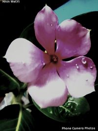 flower