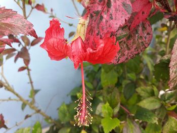 Close-up of red flowers growing on tree