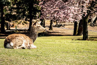 Side view of an animal on field