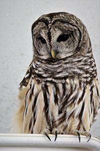 Close-up of owl looking away