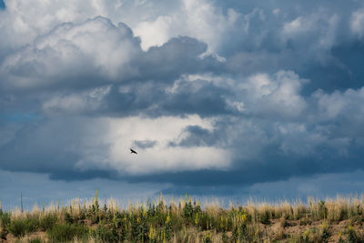 View of a bird flying against dramatic sky