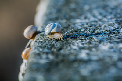 Close-up of snail on rock