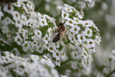 Close-up of bee on white flowers