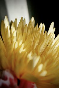 Close-up of white flower