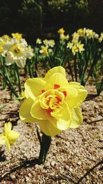 Close-up of yellow daffodil flowers on field