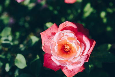 Close-up of wet rose plant 