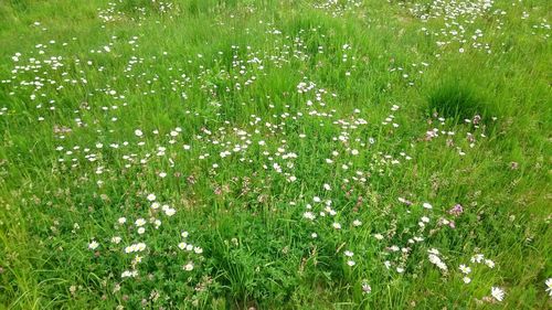 Flowers growing in field