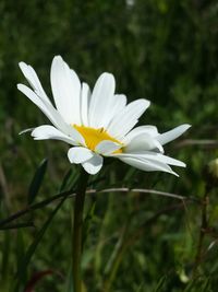 Close-up of white flower