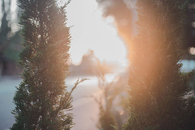 Sun shining through trees during winter