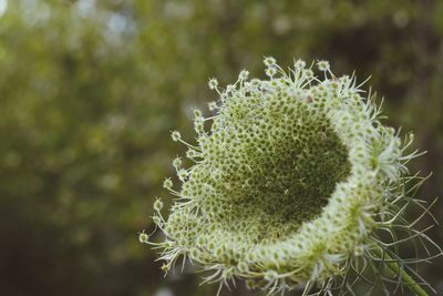 Close-up of cactus