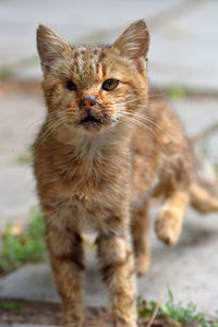 Close-up portrait of cat