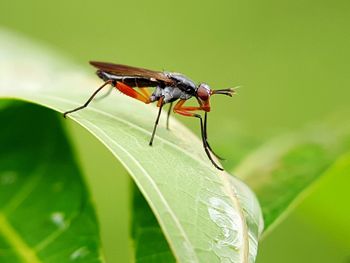 Close-up of damselfly on plant