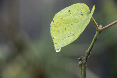 Close-up of raindrops on plant